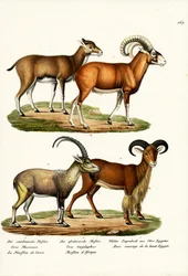 Mouflon, 1824